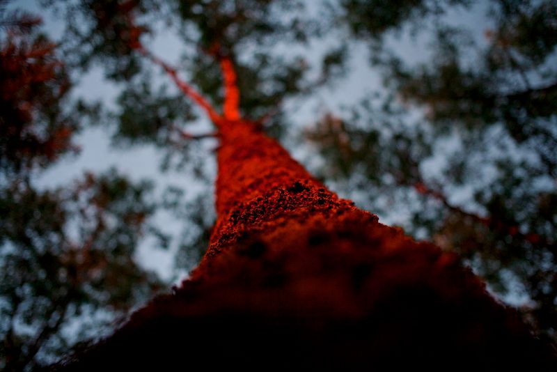 © Viacheslav Kabanov - Image from the forest photography project