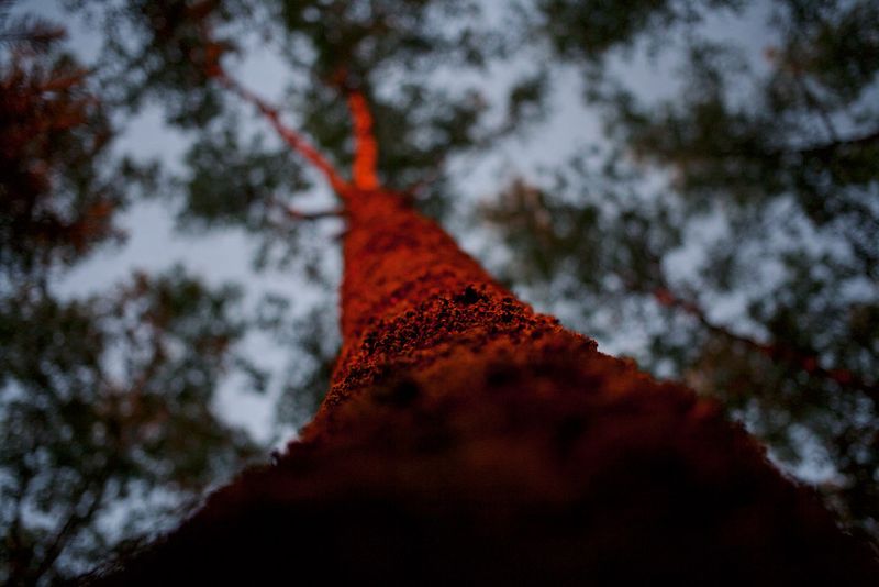 © Viacheslav Kabanov - Image from the forest photography project
