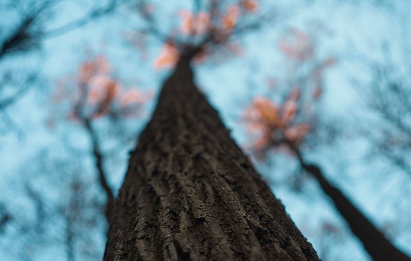 © Viacheslav Kabanov - Image from the forest photography project