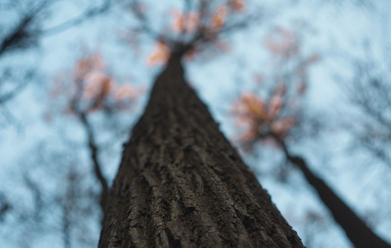 © Viacheslav Kabanov - Image from the forest photography project