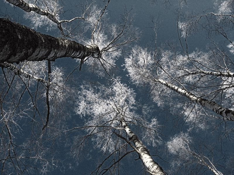 © Viacheslav Kabanov - Image from the forest photography project