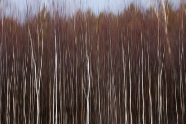 © Viacheslav Kabanov - Image from the forest photography project