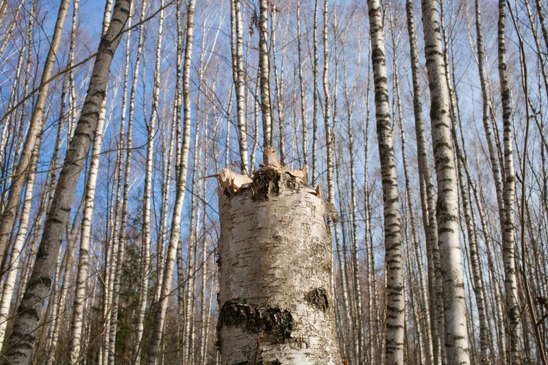 © Viacheslav Kabanov - Image from the forest photography project