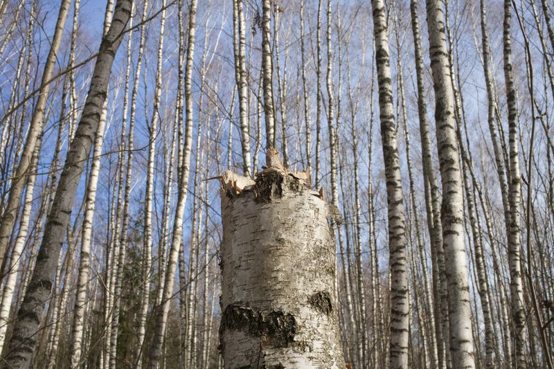 © Viacheslav Kabanov - Image from the forest photography project