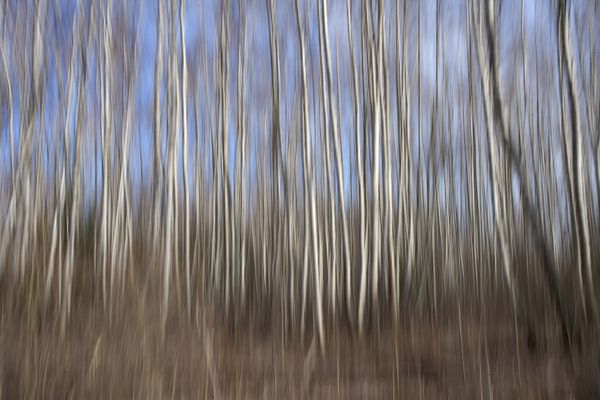 © Viacheslav Kabanov - Image from the forest photography project