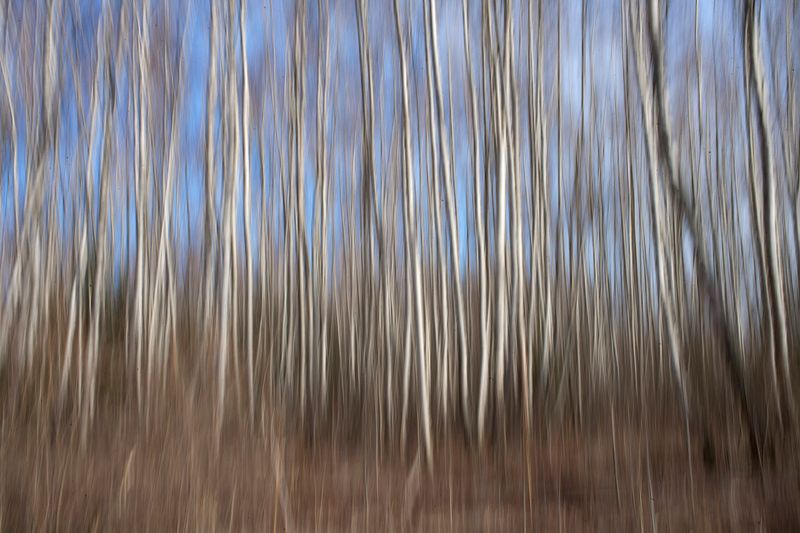 © Viacheslav Kabanov - Image from the forest photography project