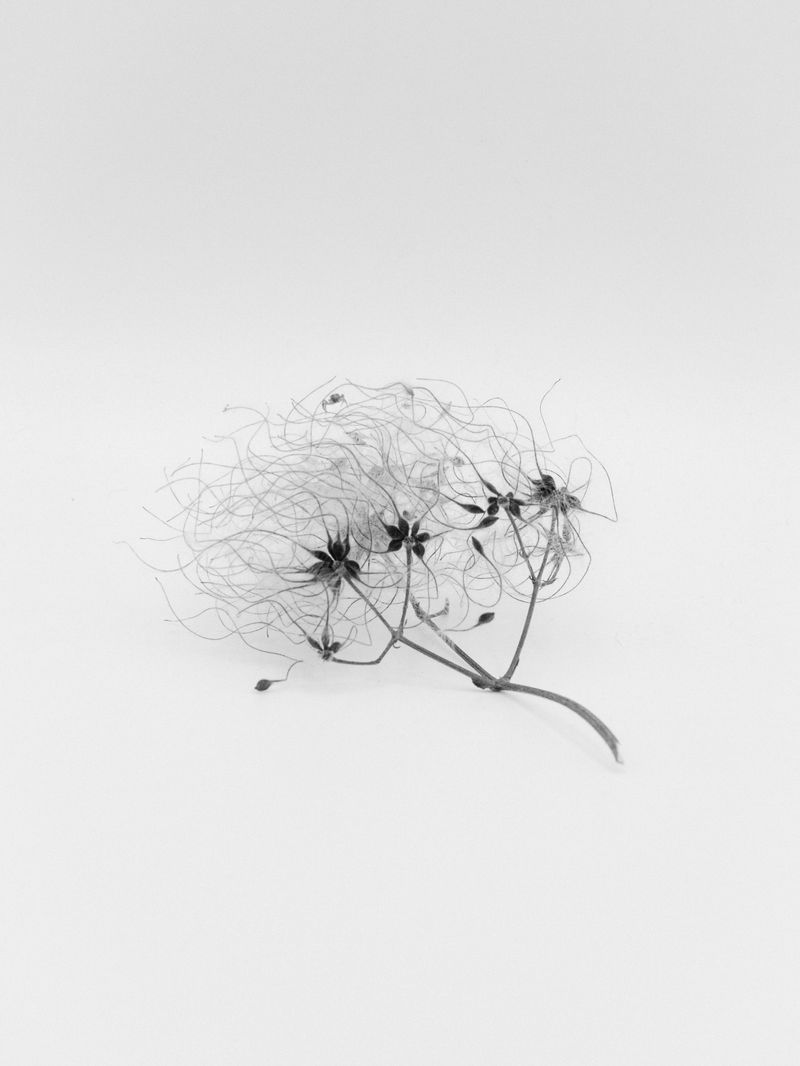 © Sam Lomprez - Image from the The Hens no Longer Lay photography project