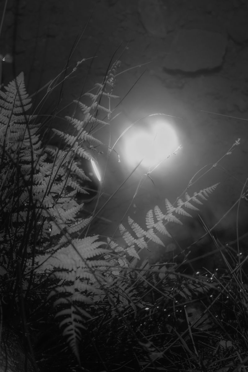 © Sam Lomprez - Image from the The Hens no Longer Lay photography project