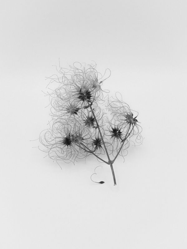 © Sam Lomprez - Image from the The Hens no Longer Lay photography project