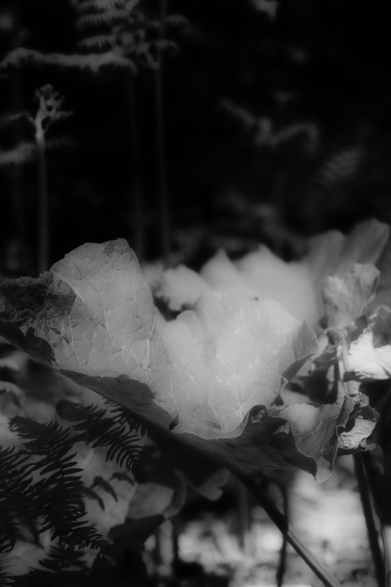 © Sam Lomprez - Image from the The Hens no Longer Lay photography project