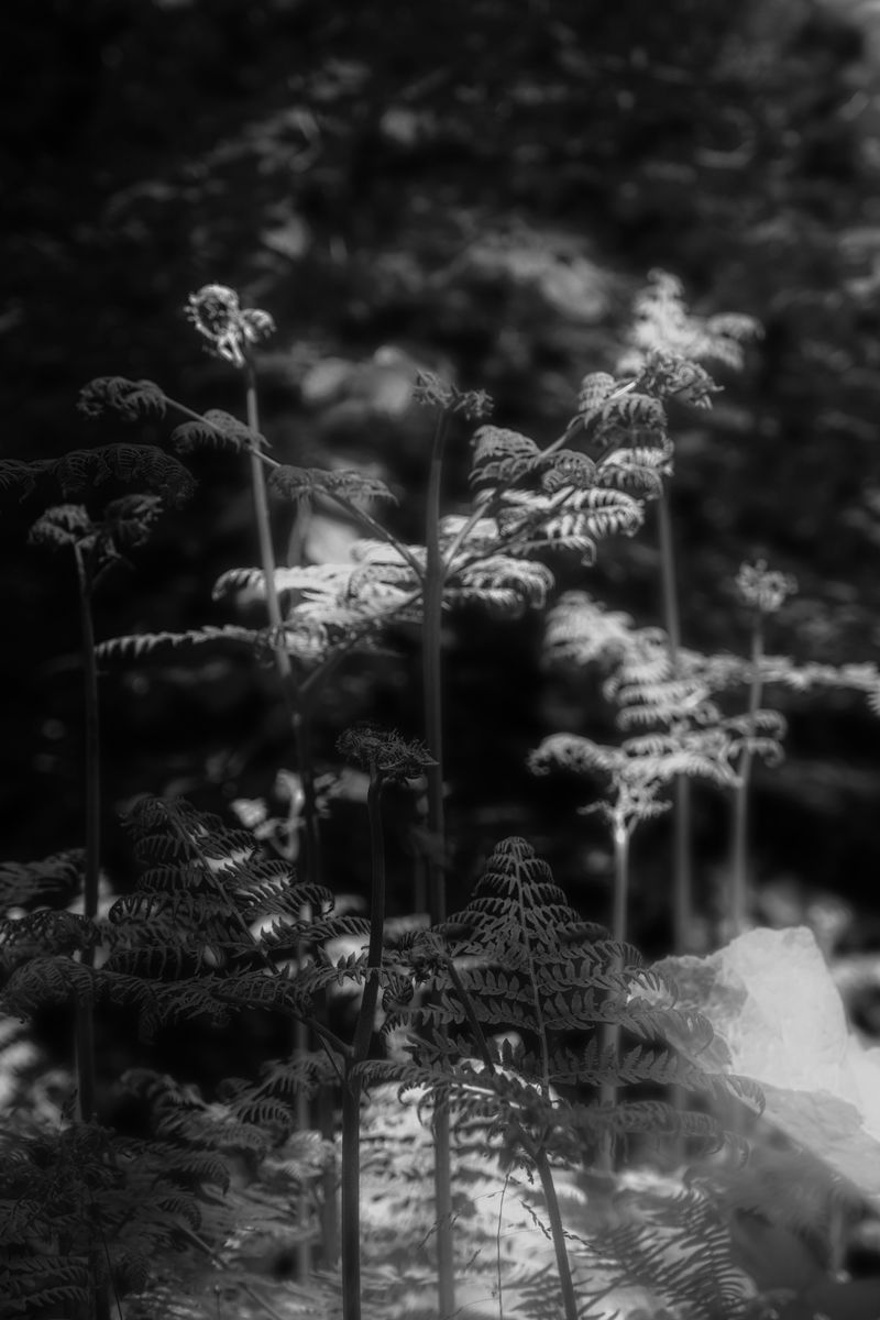 © Sam Lomprez - Image from the The Hens no Longer Lay photography project