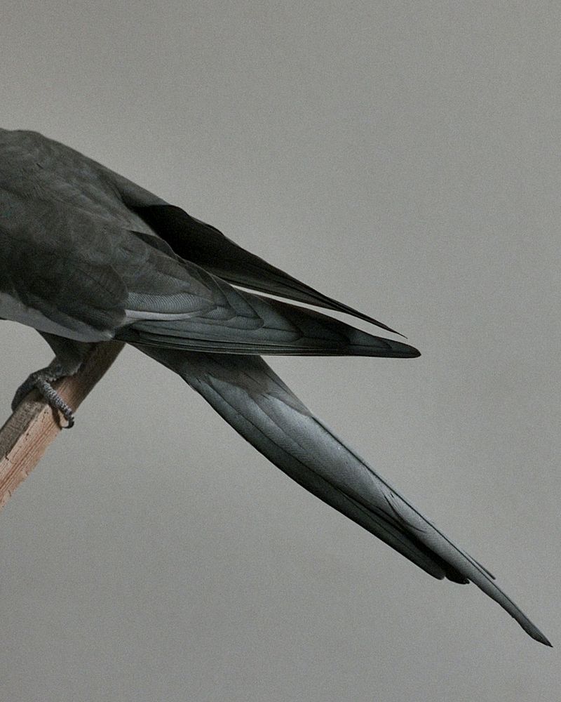 © Mahmoud Khattab - Image from the When Birds Sang Again photography project