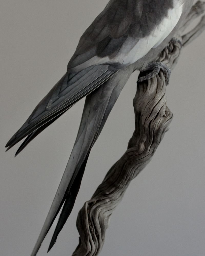 © Mahmoud Khattab - Image from the When Birds Sang Again photography project