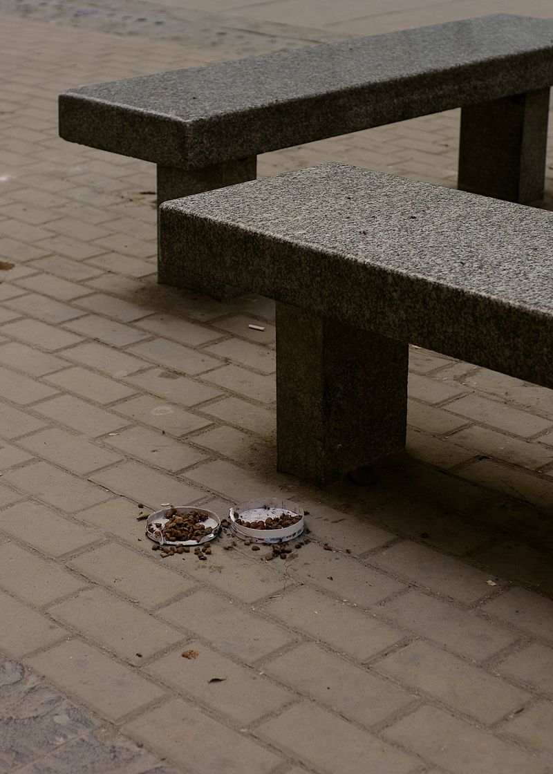 © Mahmoud Khattab - Image from the When Birds Sang Again photography project