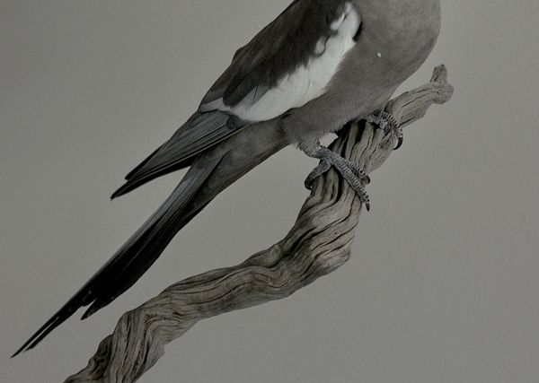 © Mahmoud Khattab - Image from the When Birds Sang Again photography project