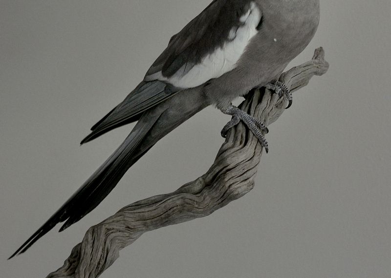 © Mahmoud Khattab - Image from the When Birds Sang Again photography project