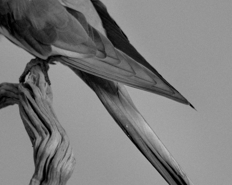 © Mahmoud Khattab - Image from the When Birds Sang Again photography project