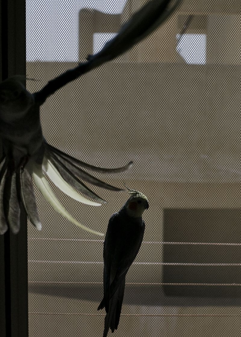 © Mahmoud Khattab - Image from the When Birds Sang Again photography project