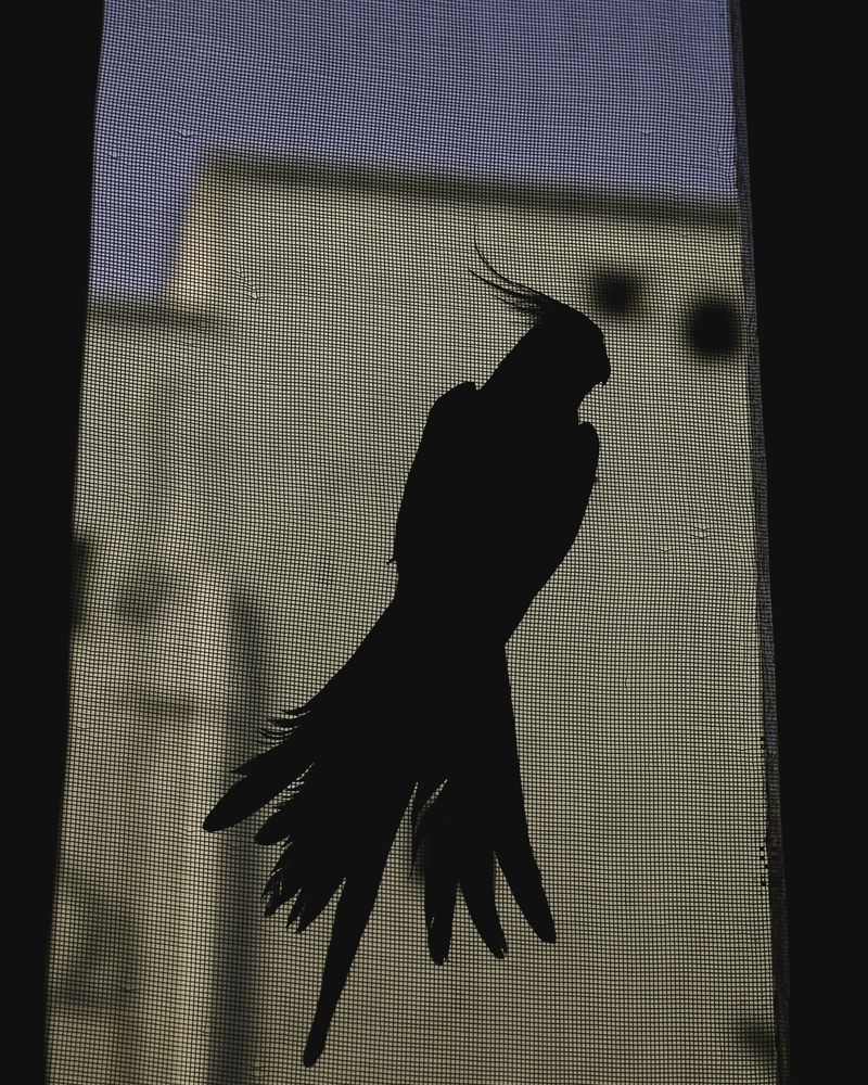 © Mahmoud Khattab - Image from the When Birds Sang Again photography project