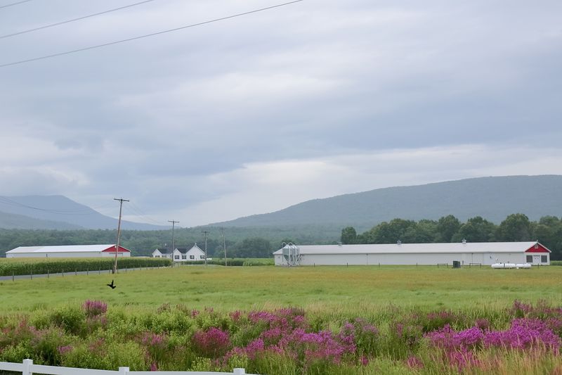 © Diana Cheren Nygren - Black Bird Landing