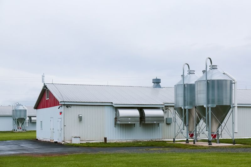 © Diana Cheren Nygren - Chicken Farm 2`