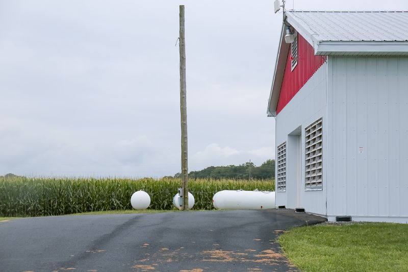 © Diana Cheren Nygren - Chicken Mark 3