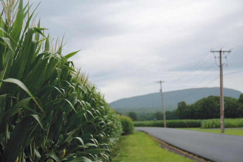 © Diana Cheren Nygren - Not Your Corn