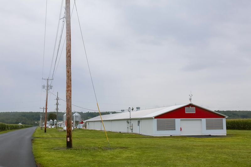 © Diana Cheren Nygren - Chicken Farm 1