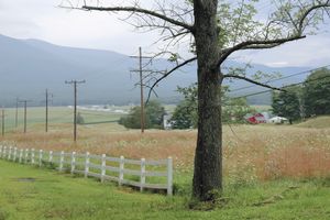 American Idyll