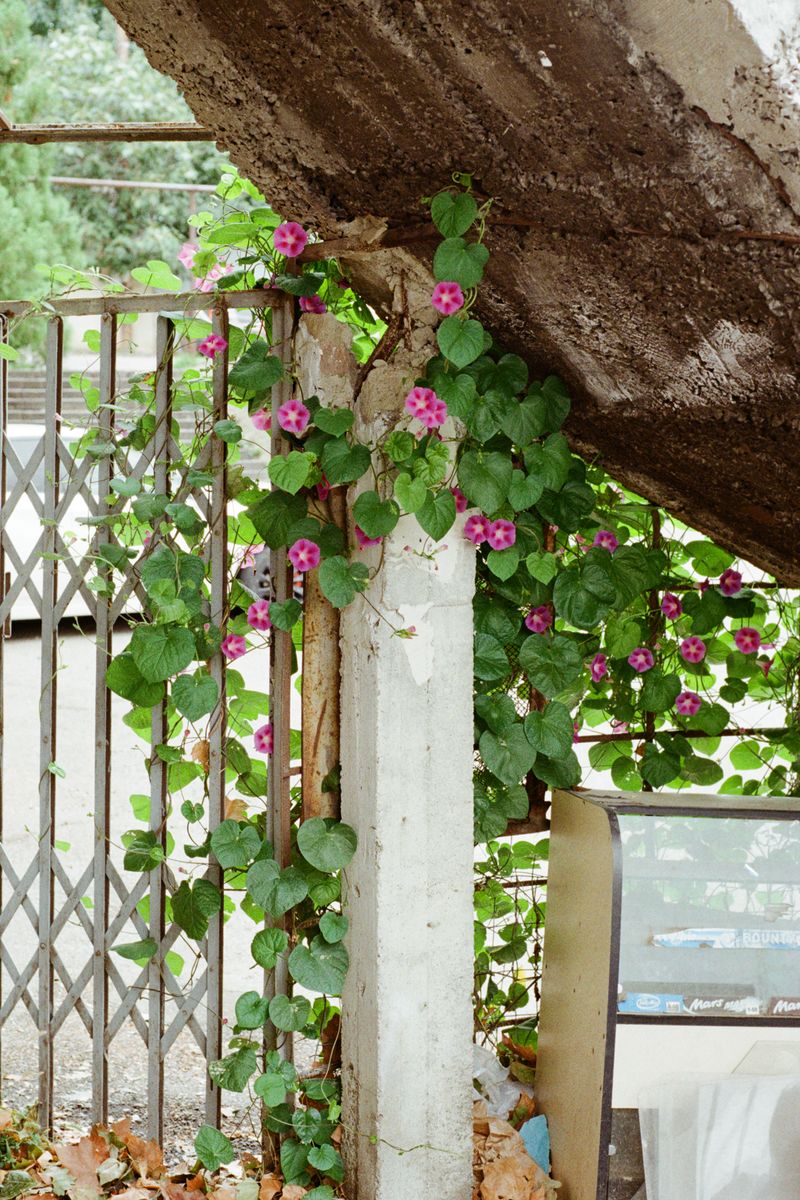 © Ksenia Mikhailova - Image from the Big Cherry photography project