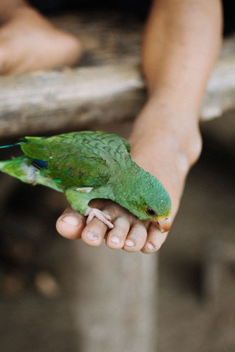 © Lucía Alonso Garrido - A recently rescued parakeet has brought newfound joy and excitement to the children.
