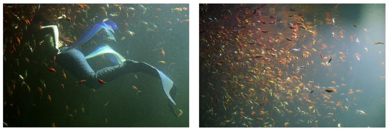 © Coco Amardeil - DYPTIQUE-SIRÈNE & POISSONS