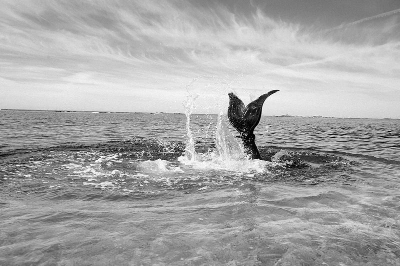 © Coco Amardeil - QUEUE DE SIRÈNE À LA MER