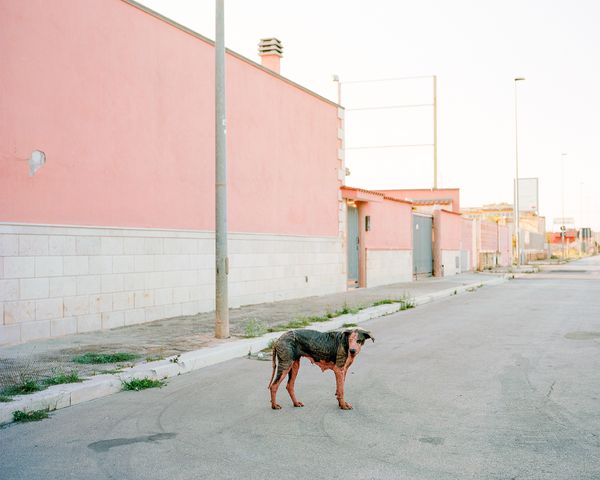© Francesco Conti - pink dog (stray dog), Bitonto (Bari), 2016.  120 negative film