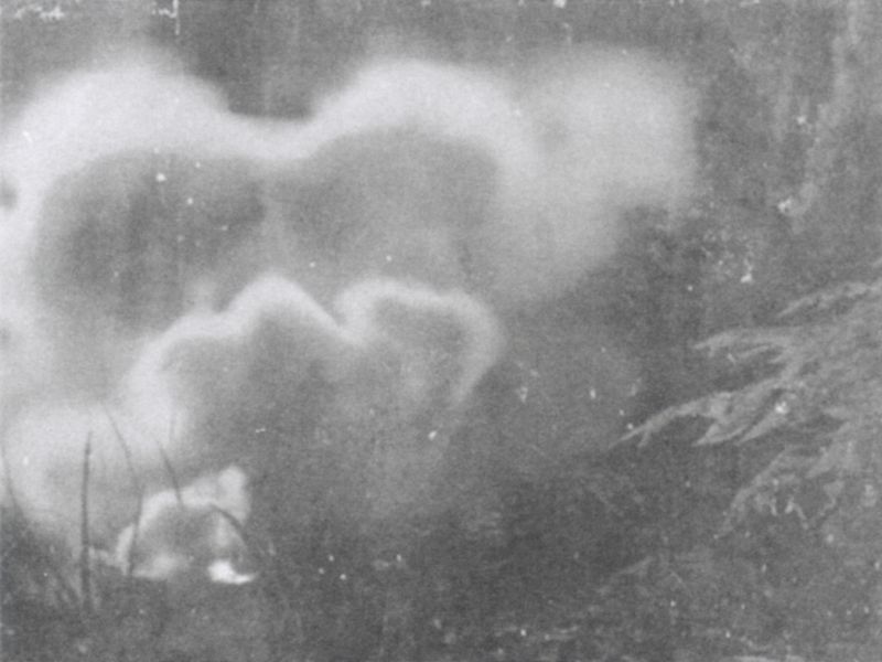 © Priscilla Pallante - Image from the Clementine photography project