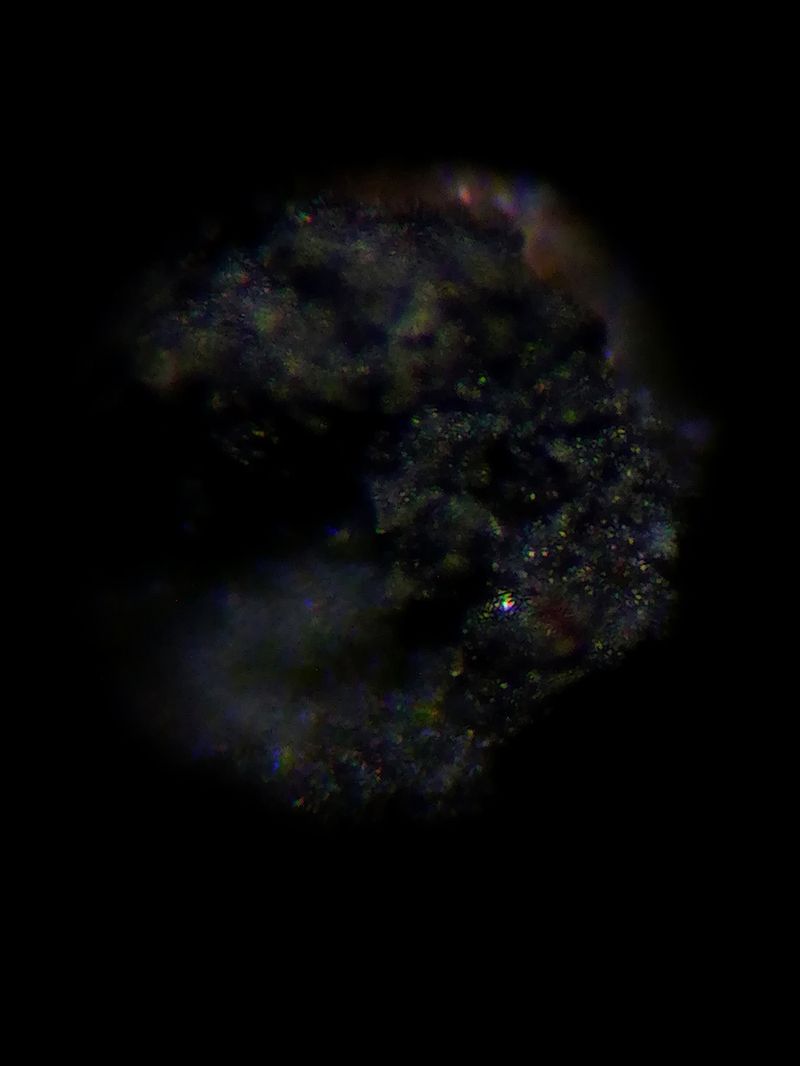 © Priscilla Pallante - Microphotography, sample X.