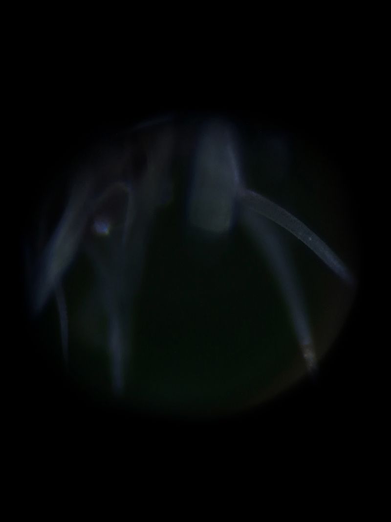 © Priscilla Pallante - Microphotography, sample Z.