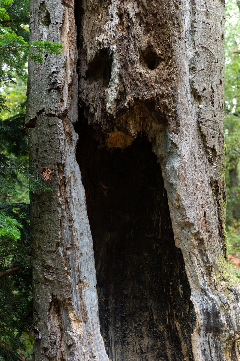 © Dieter Schamne - druid