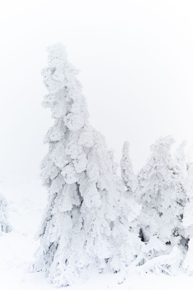 © Dieter Schamne - white death 2