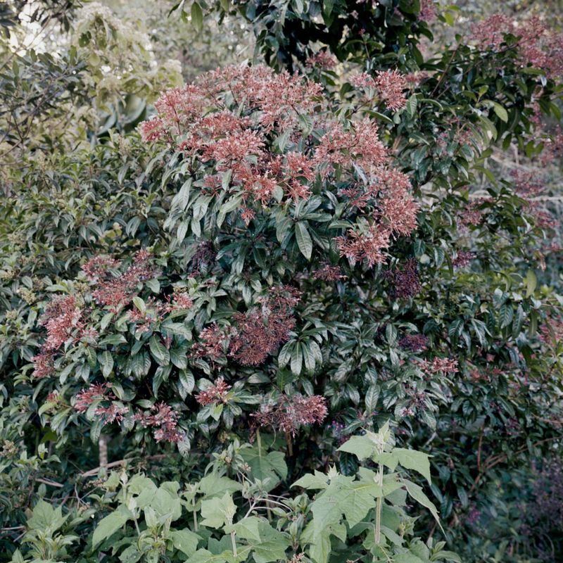 © Giulia Iacolutti - Image from the JANNAH photography project