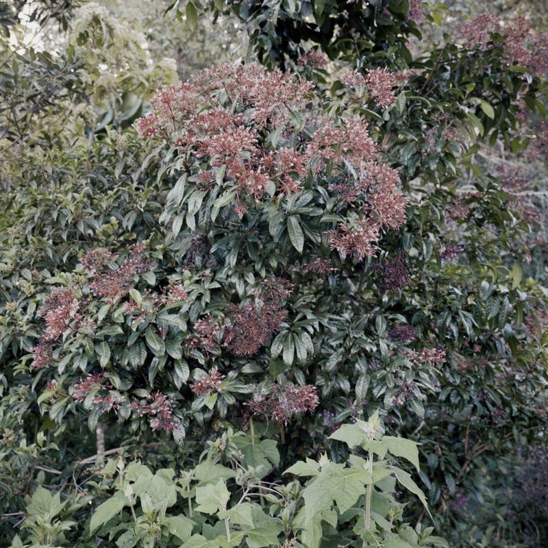 © Giulia Iacolutti - Image from the JANNAH photography project