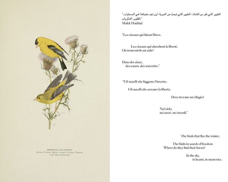 © Gabriela de Giacomo - Image from the Taghrida, the birds singing photography project