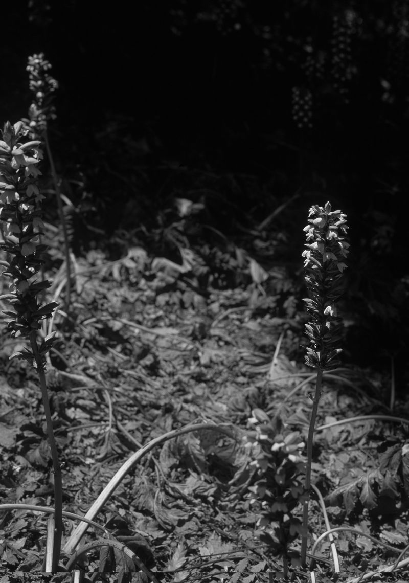 © Gabriela de Giacomo - Image from the Taghrida, the birds singing photography project