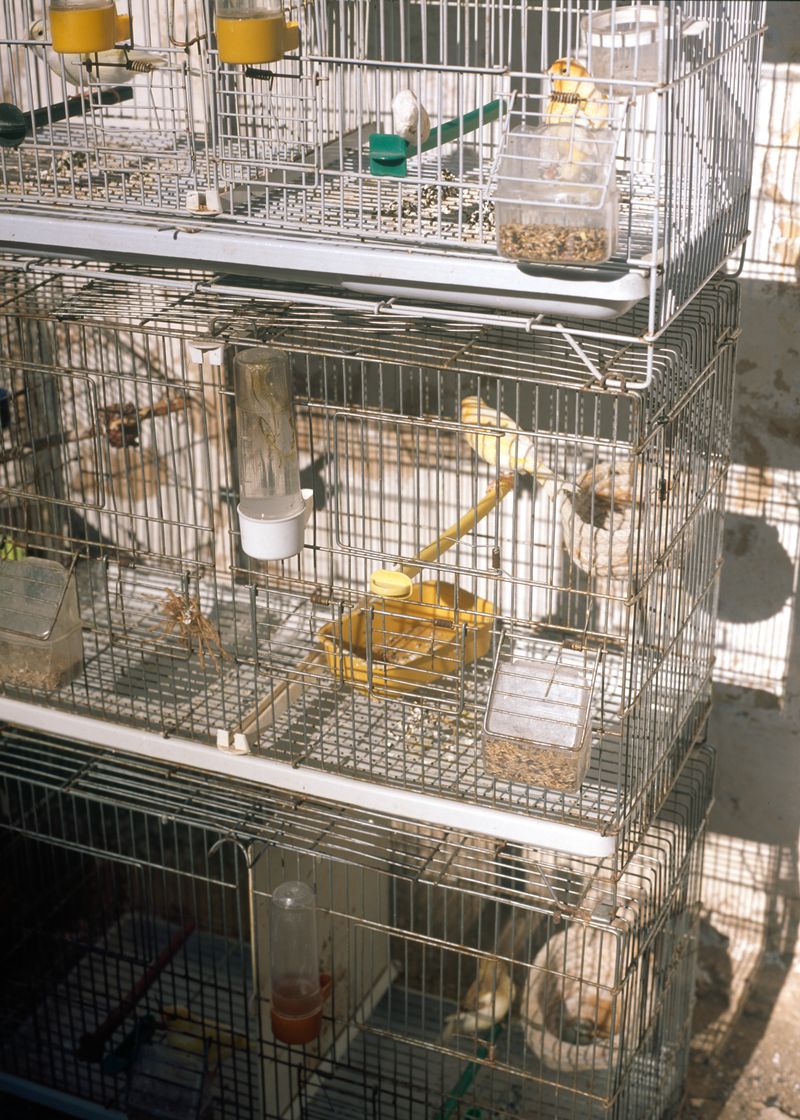 © Gabriela de Giacomo - Image from the Taghrida, the birds singing photography project