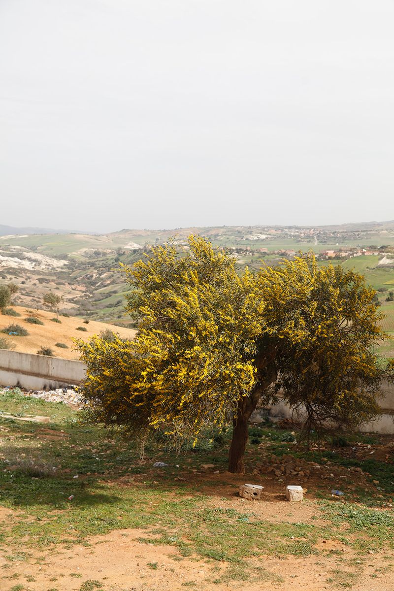 © Gabriela de Giacomo - Image from the Taghrida, the birds singing photography project