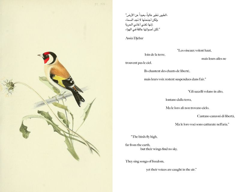 © Gabriela de Giacomo - Image from the Taghrida, the birds singing photography project