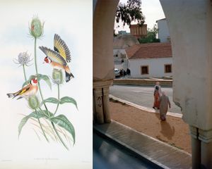 Taghrida, the birds singing