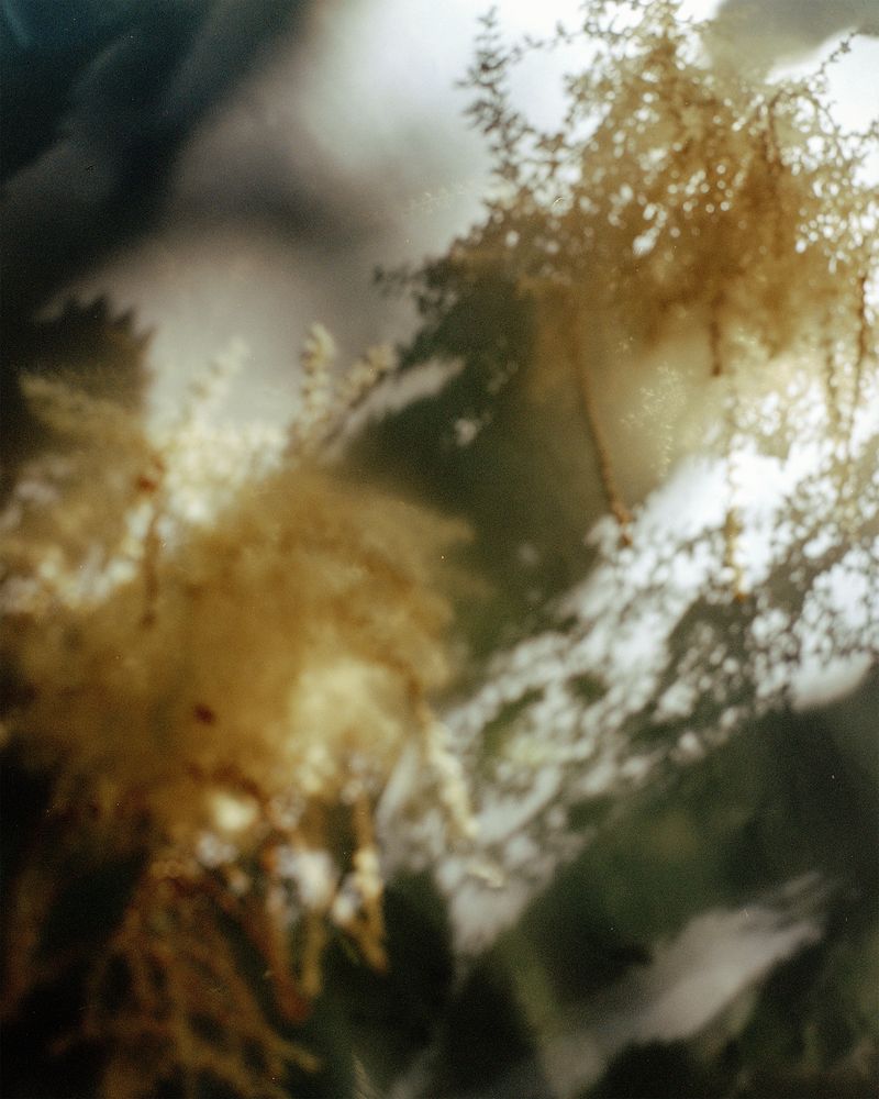 © Gabriela de Giacomo - Image from the Trai fiour pour Sablinna. Three flowers for Elisabetta. photography project