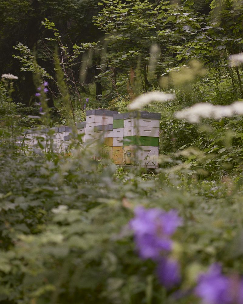 © Gabriela de Giacomo - Image from the Trai fiour pour Sablinna. Three flowers for Elisabetta. photography project