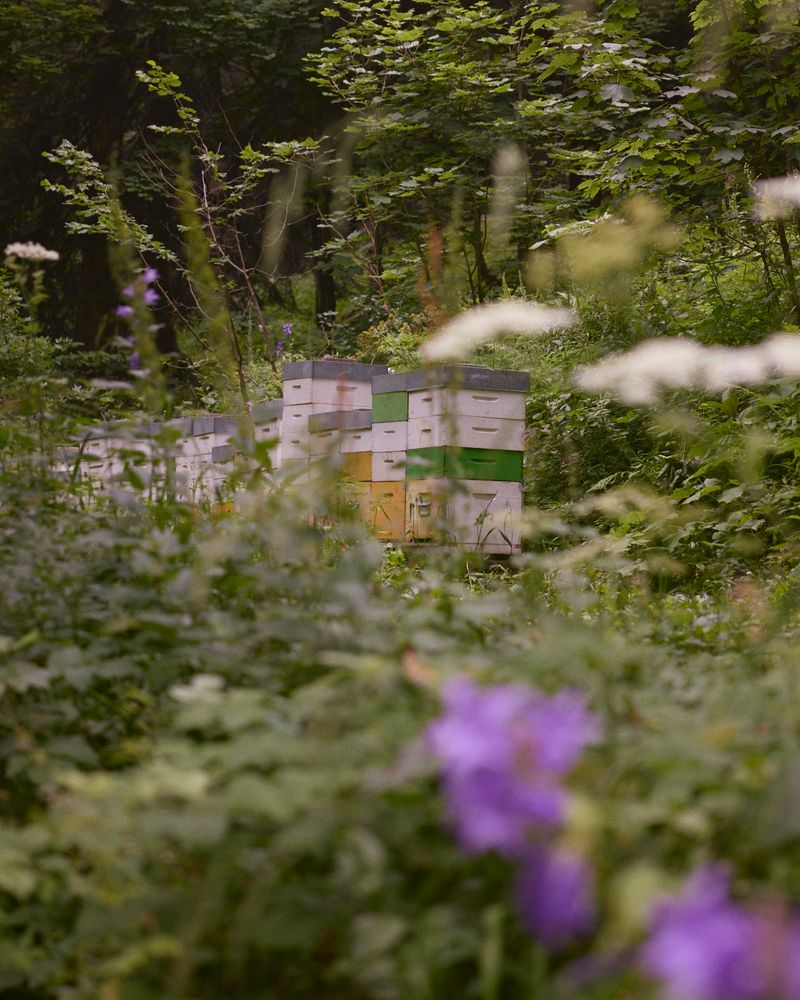 © Gabriela de Giacomo - Image from the Trai fiour pour Sablinna. Three flowers for Elisabetta. photography project